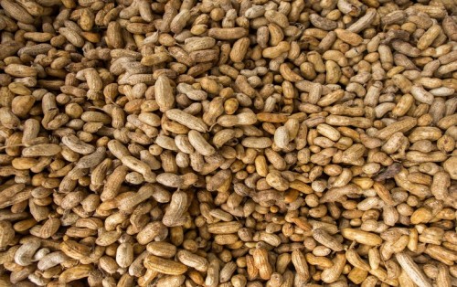 阿根廷花生生產商運營10兆瓦生物質發(fā)電廠
