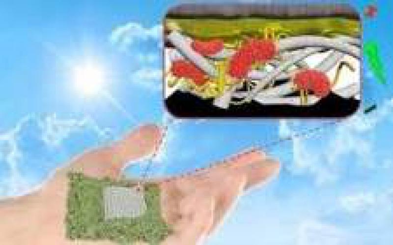新型紙基生物電池由細菌供電 有望為偏遠地區(qū)帶來低成本能源