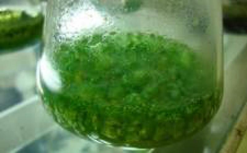 培養地熱和螺旋藻在意大利托斯卡納創造了100個就業機會